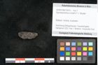 Foto (Objekt + Etikett) von Spondylostrobus smythii F.V. Mueller (NHMW-GEO-2024-0188-10415)